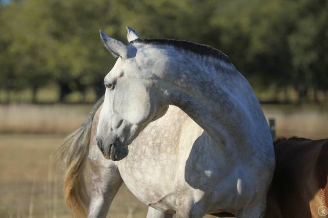 Broodmare Lusitano For sale 2015 Grey
