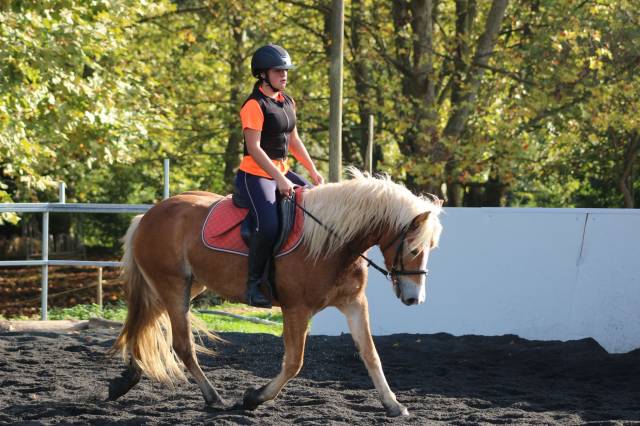 Mare Haflinger For sale 2018 Palomino