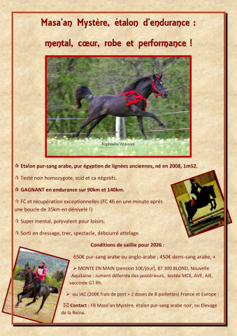 Masaan Myst&egrave;re - Arabian Thoroughbred 2008 by JKB Prince Moniet