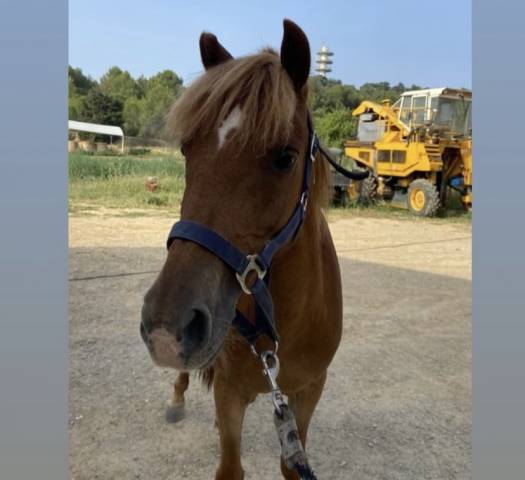 Mare Dartmoor For sale 2015 Liver chestnut