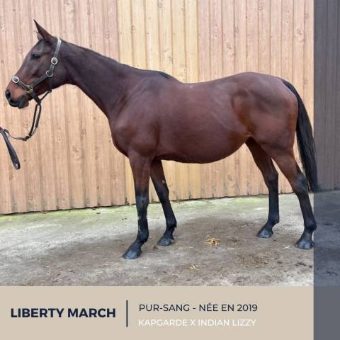 Mare Thoroughbred For sale 2019 Bay