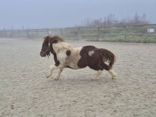 Gelding Shetland Pony For sale 2025 Coloured