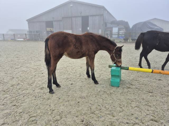 Gelding Welsh Part Bred For sale 2025 Bay