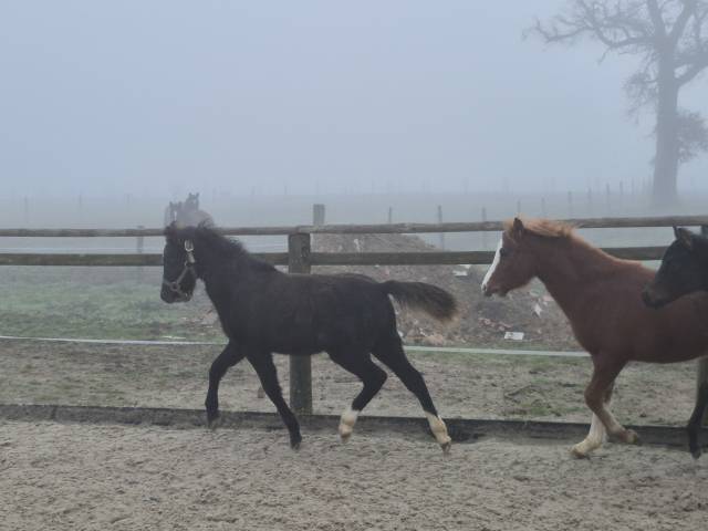 Gelding Welsh Pony (Section B) For sale 2025 Grey