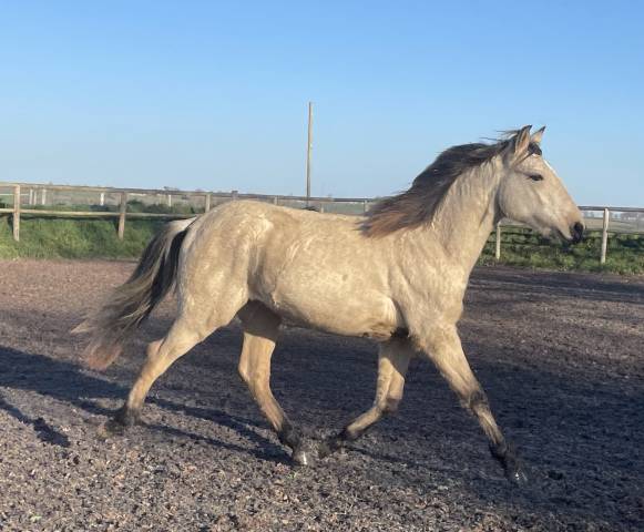 Colt Lusitano For sale 2024 Buckskin