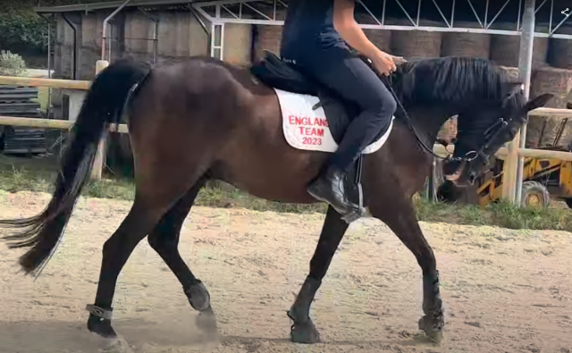 Gelding British Riding Pony For sale 2018 Dark Bay