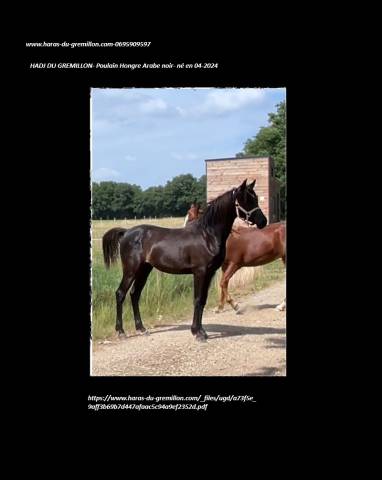 Gelding Arabian For sale 2024 Black