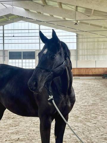 Mare Selle Fran&ccedil;ais For sale 2016 Black