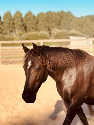 Broodmare New Forest For sale 2020 Black