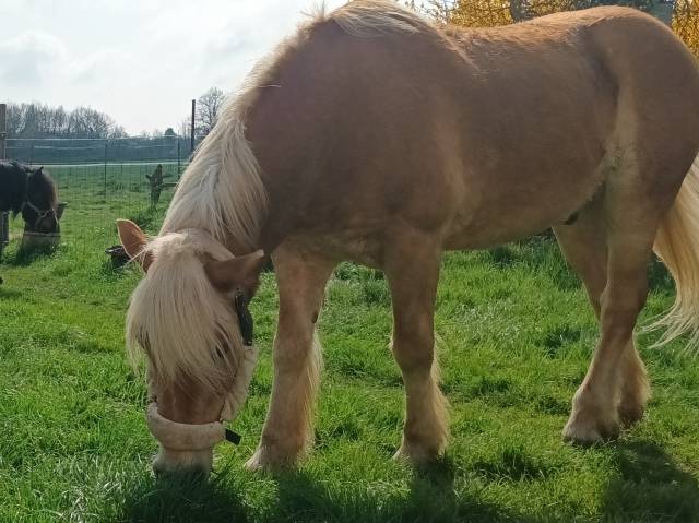 Gelding Haflinger For sale 2009 Chesnut