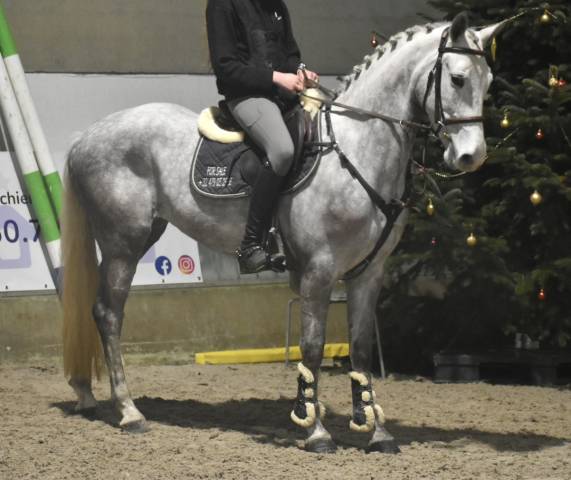 Mare Connemara For sale 2022 Grey