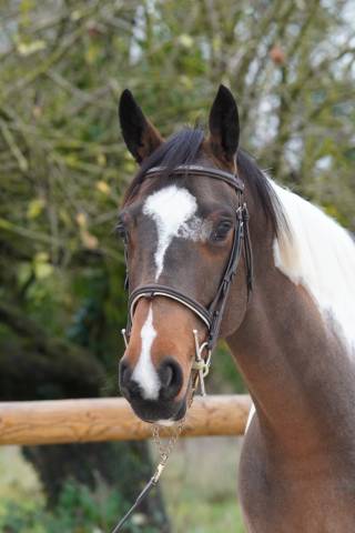 Mare Selle Fran&ccedil;ais For sale 2022 Bay