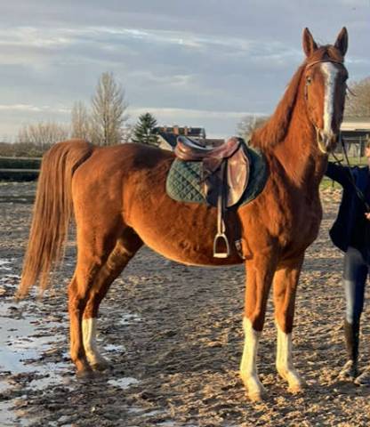 Gelding Selle Fran&ccedil;ais For sale 2021 Chesnut