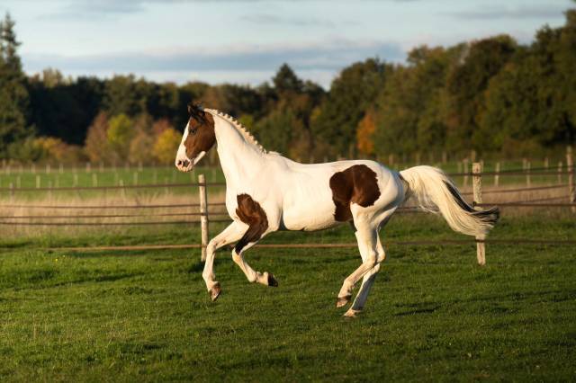Envol van de Rib - Saddle Horse 2014 by ROCCOSSIFRED
