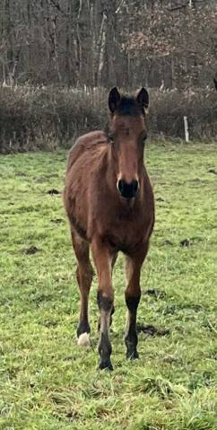 Colt Selle Fran&ccedil;ais For sale 2025 Bay