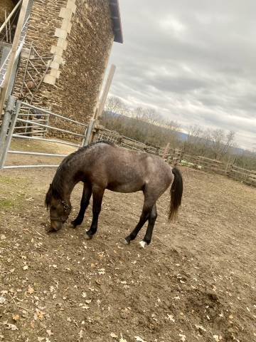 Entire New Forest For sale 2023 Grey