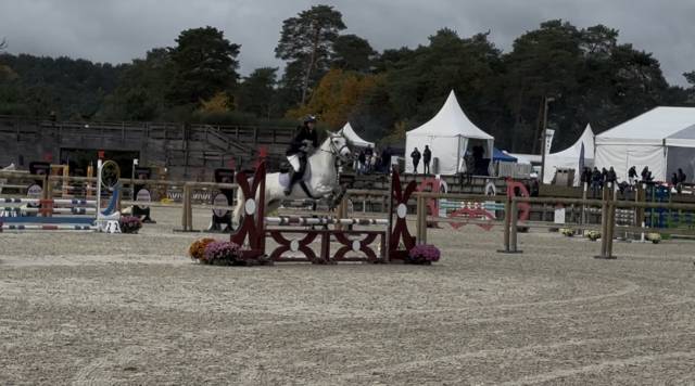 Gelding Connemara For sale 2019 Grey