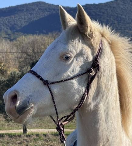 Miko Colordream - Arabian Half Blood 2022 by Indian Soul Angelpah