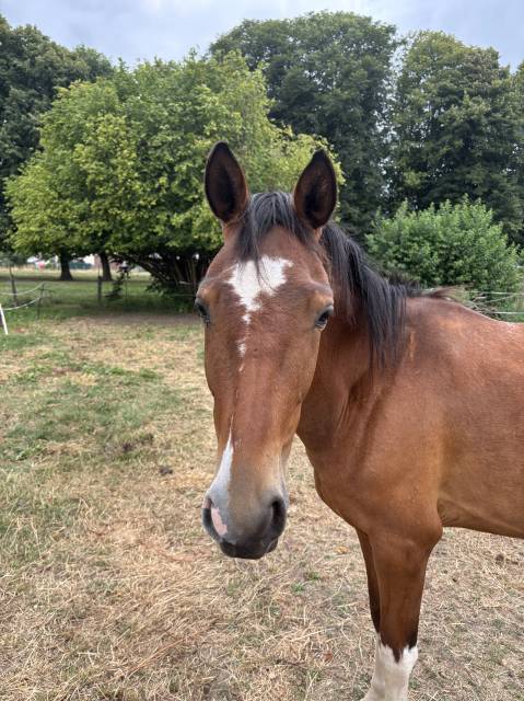 Filly Other Pony Breed For sale 2023 Coloured