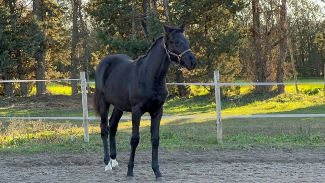 Colt Selle Fran&ccedil;ais For sale 2025 Black