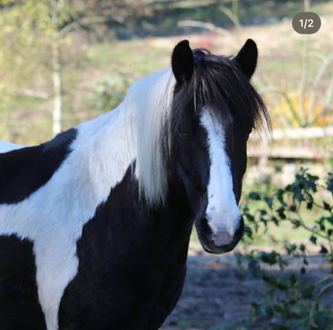 Gelding Pottok  For sale 2010 Coloured