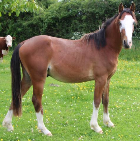 Entire French Saddle Pony For sale 2023 Bay