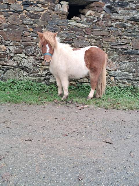 Gelding Shetland Pony For sale 2024 Tovero