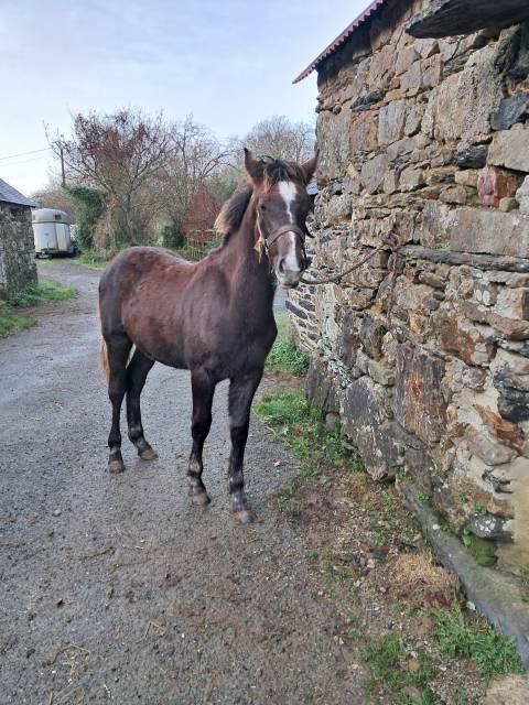 Colt Connemara For sale 2025 Liver chestnut