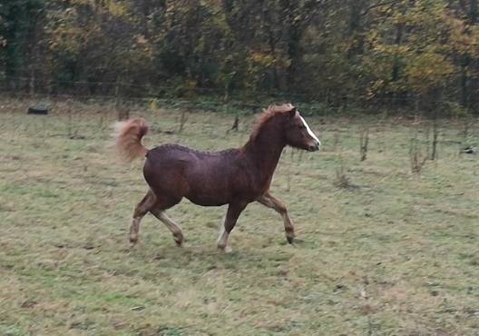 Filly Welsh Pony (Section A) For sale 2025 Chesnut