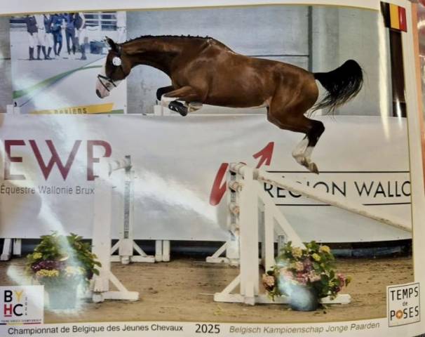Mare BWP Belgian Warmblood For sale 2022 Bay