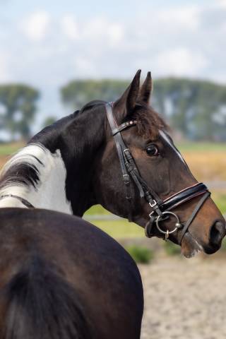 Mare Belgian Riding Pony For sale 2022 Coloured