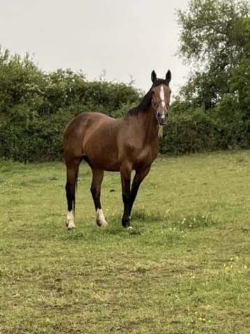 Mare Selle Fran&ccedil;ais For sale 2007 Bay