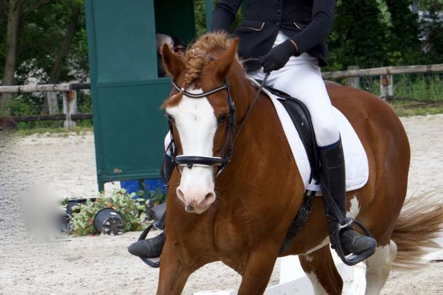 davids welsh dragon - Welsh Pony (Section D), Welsh Cob 2013 by Brynithon Models Magic