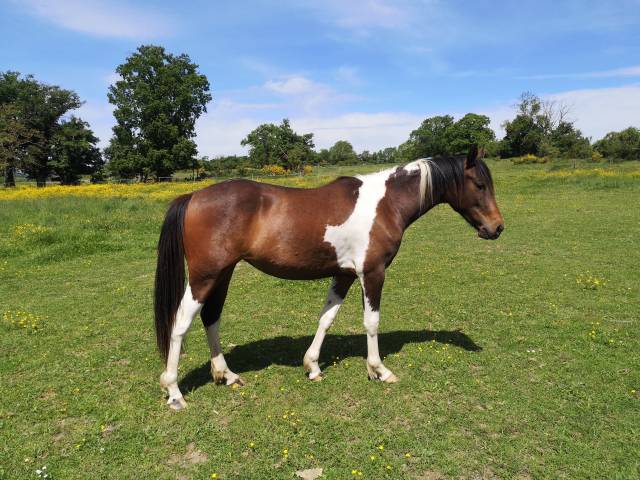 Mare Origin Recorded For sale 2023 Coloured