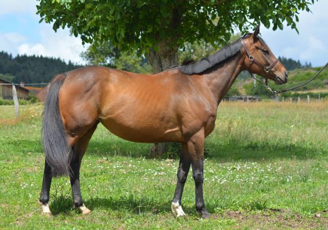 Mare English Thoroughbred For sale 2021 Dark Bay