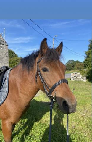 Mare Welsh Pony (Section B) For sale 2017 Bay