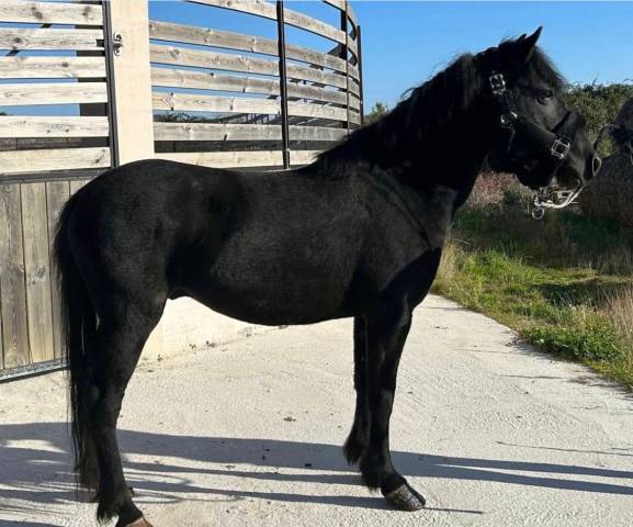 Gelding Pottok  For sale 2023 Black