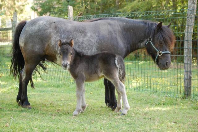 Mare Shetland Pony For sale 2011 Black