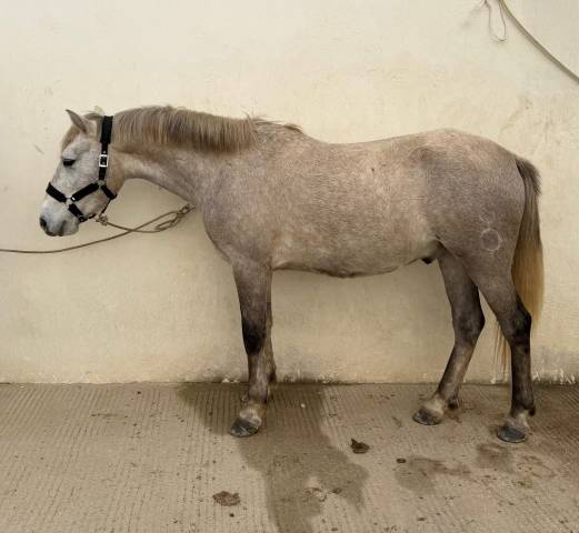 Gelding Camargue For sale 2023 Grey