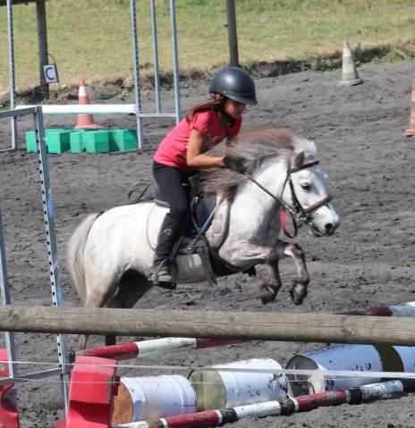 Mare Origin Recorded For sale 2012 Grey