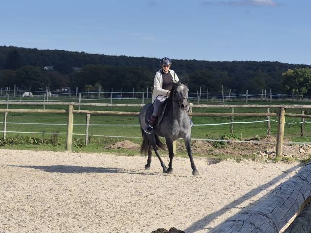 Gelding Connemara For sale 2022 Grey