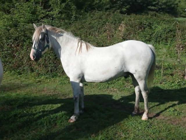 Gelding Connemara For sale 2018 Grey