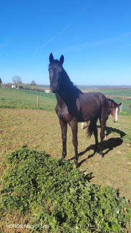 Filly sBs Belgian Warmblood For sale 2024 Black