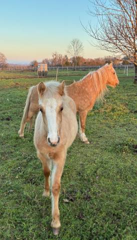 Filly Welsh Pony (Section C) For sale 2025 Palomino