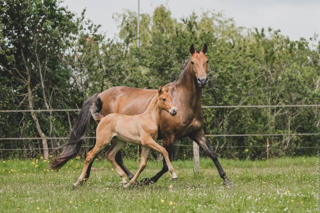 Broodmare Lusitano For sale 2006 Bay