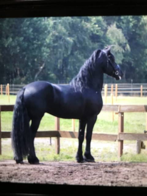 Gelding Friesian For sale 2014 Black