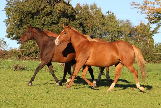 Broodmare Anglo-Arabian For sale 2014 Silver dapple