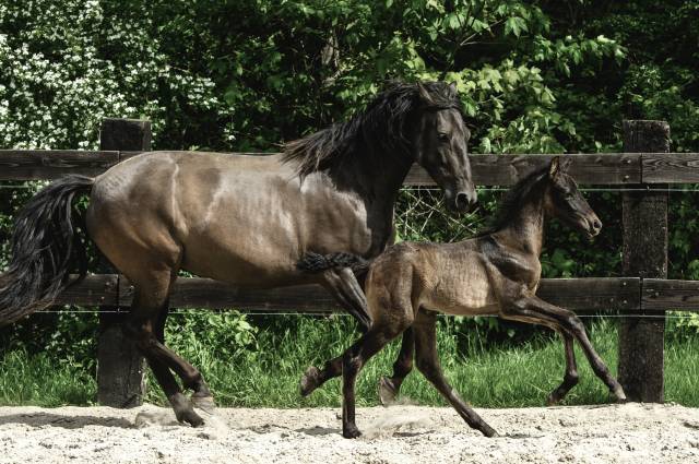Mare PRE Pure Spanish Bred For sale 2015 Black