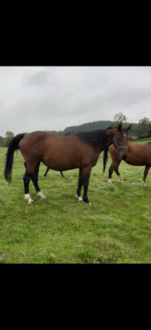 Mare Selle Fran&ccedil;ais For sale 2009 Bay