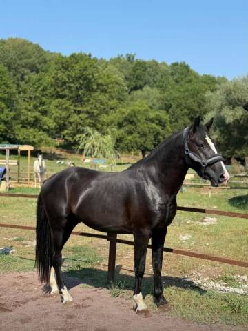 Gelding British Riding Pony For sale 2022 Black